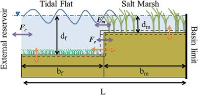 Exploring the Impacts of Seagrass on Coupled Marsh-Tidal Flat Morphodynamics